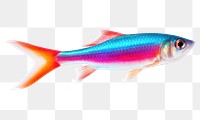 PNG Seafood animal fish goldfish. 