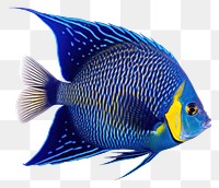 PNG Fish angelfish animal  