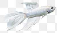 PNG Animal fish underwater goldfish. AI generated Image by rawpixel.