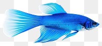 PNG Fish animal blue  