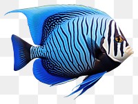 PNG Fish angelfish animal  