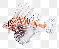 PNG Animal fish scorpionfish underwater. AI generated Image by rawpixel.