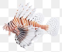 PNG Animal fish scorpionfish underwater. 