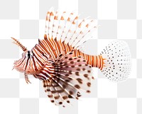 PNG Fish lionfish animal  