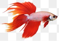 PNG Fish goldfish animal  