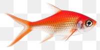 PNG Goldfish animal pomacanthidae wildlife. 