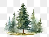 PNG Plant tree pine fir. AI generated Image by rawpixel.