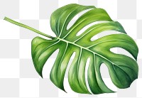 PNG Plant leaf xanthosoma freshness. 