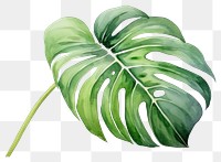 PNG Plant leaf xanthosoma freshness. 