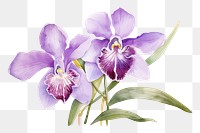 PNG Flower orchid blossom violet