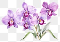 PNG Flower orchid blossom violet. AI generated Image by rawpixel.