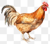 PNG Chicken poultry animal bird. 