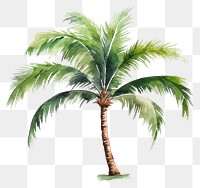 PNG Plant tree arecaceae outdoors