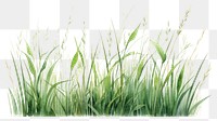 PNG Grass plant tranquility wheatgrass