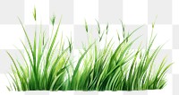 PNG Grass plant green wheatgrass. 