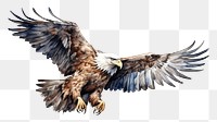 PNG Animal flying eagle bird. 