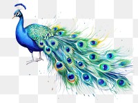 PNG Peacock animal bird creativity