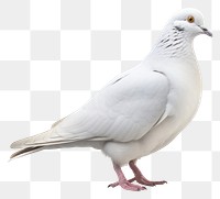 PNG Animal pigeon white bird. 