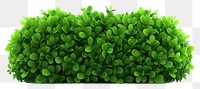 PNG Green plant hedge herbs