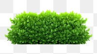 PNG Green plant grass transparent background. 