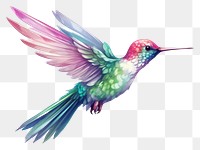 PNG Hummingbird animal flying