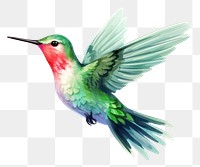 PNG Hummingbird animal flying