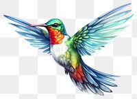 PNG Hummingbird animal flying