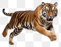 PNG Tiger wildlife animal mammal. 