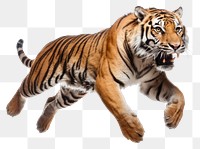 PNG Tiger wildlife animal mammal