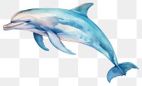 PNG Dolphin animal mammal fish. 