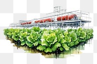 PNG Vegetable lettuce vehicle plant. 