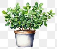 PNG Plant leaf potted plant houseplant. 