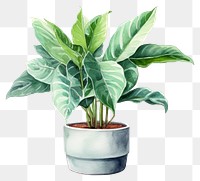 PNG Plant leaf potted plant houseplant. 