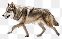 PNG Wolf animal mammal coyote. 