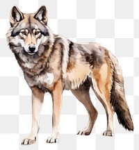 PNG Wolf animal mammal coyote. 