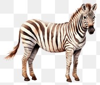 PNG Zebra wildlife animal mammal. 