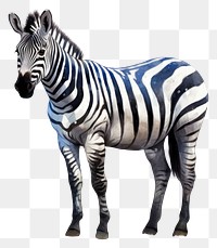 PNG Zebra wildlife animal mammal. 