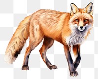 PNG Wildlife animal mammal fox. AI generated Image by rawpixel.