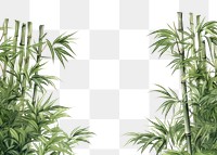 PNG Bamboo backgrounds plant white background