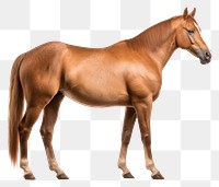 PNG Horse standing animal mammal. 