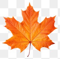 PNG Maple plant leaf tree. AI generated Image by rawpixel.