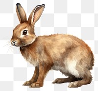 PNG Mammal animal rodent rabbit