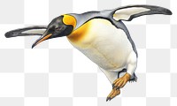 PNG Penguin animal bird king penguin, digital paint illustration. AI generated image