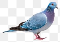 PNG Animal pigeon bird blue. 