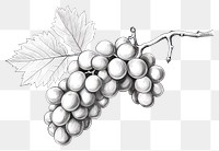 PNG Drawing sketch grapes fruit. 