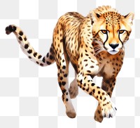 PNG Cheetah wildlife animal mammal. 