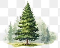 PNG Plant tree pine fir. AI generated Image by rawpixel.