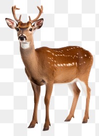 PNG Wildlife standing animal mammal. AI generated Image by rawpixel.