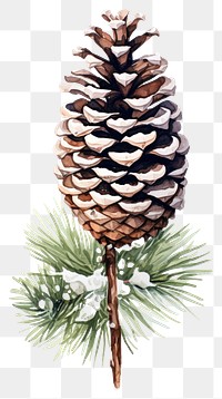 PNG Pine plant tree fir. 