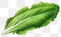 PNG Lettuce vegetable plant food, digital paint illustration.